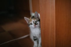 Европейский портрет кота красивейший портрет кота Милый кот 3 цветов Европейский короткий с волосами кот Портрет tricolor котенка Стоковые Фотографии RF Европейский портрет кота красивейший портрет кота Милый кот 3 цветов Европейский короткий с волосами кот Портрет tricolor котенка Стоковые Фотографии RF