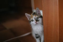 Европейский портрет кота красивейший портрет кота Милый кот 3 цветов Европейский короткий с волосами кот Портрет tricolor котенка Стоковые Изображения Европейский портрет кота красивейший портрет кота Милый кот 3 цветов Европейский короткий с волосами кот Портрет tricolor котенка Стоковые Изображения