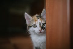 Европейский портрет кота красивейший портрет кота Милый кот 3 цветов Европейский короткий с волосами кот Портрет tricolor котенка Стоковое Фото Европейский портрет кота красивейший портрет кота Милый кот 3 цветов Европейский короткий с волосами кот Портрет tricolor котенка Стоковое Фото