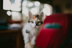 Европейский портрет кота красивейший портрет кота Милый кот 3 цветов Европейский короткий с волосами кот Портрет tricolor котенка Стоковая Фотография Европейский портрет кота красивейший портрет кота Милый кот 3 цветов Европейский короткий с волосами кот Портрет tricolor котенка Стоковая Фотография