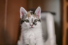 Европейский портрет кота красивейший портрет кота Милый кот 3 цветов Европейский короткий с волосами кот Портрет tricolor котенка Стоковые Фотографии RF Европейский портрет кота красивейший портрет кота Милый кот 3 цветов Европейский короткий с волосами кот Портрет tricolor котенка Стоковые Фотографии RF
