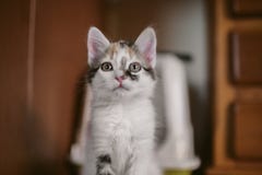 Европейский портрет кота красивейший портрет кота Милый кот 3 цветов Европейский короткий с волосами кот Портрет tricolor котенка Стоковое Изображение Европейский портрет кота красивейший портрет кота Милый кот 3 цветов Европейский короткий с волосами кот Портрет tricolor котенка Стоковое Изображение