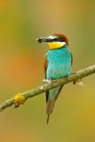 Европейский Пчел-едок, apiaster Merops, красивая птица сидя на ветви с dragonfly в счете Сцена птицы действия в nat Стоковые Изображения RF Европейский Пчел-едок, apiaster Merops, красивая птица сидя на ветви с dragonfly в счете Сцена птицы действия в nat Стоковые Изображения RF