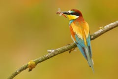 Европейский Пчел-едок, apiaster Merops, красивая птица сидя на ветви с dragonfly в счете Сцена птицы действия в nat Стоковые Изображения Европейский Пчел-едок, apiaster Merops, красивая птица сидя на ветви с dragonfly в счете Сцена птицы действия в nat Стоковые Изображения