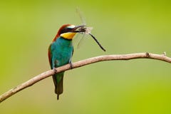 Европейский Пчел-едок, apiaster Merops, красивая птица сидя на ветви с dragonfly в счете, сценой действия в природе h Стоковое Изображение RF Европейский Пчел-едок, apiaster Merops, красивая птица сидя на ветви с dragonfly в счете, сценой действия в природе h Стоковое Изображение RF