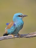 Европейский ролик садить на насест на ветви Garrulus Coracias стоковое изображение rf Европейский ролик садить на насест на ветви Garrulus Coracias стоковое изображение rf
