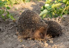 Еж на прогулке с моей матерью, природа в лесе стоковая фотография rf Еж на прогулке с моей матерью, природа в лесе стоковая фотография rf