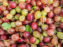 Естественная предпосылка много очень вкусное зрелое сочное сладостное gooseberr стоковая фотография rf Естественная предпосылка много очень вкусное зрелое сочное сладостное gooseberr стоковая фотография rf