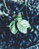 Естественное волшебство стоковая фотография Естественное волшебство стоковая фотография