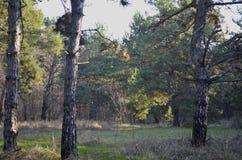 Естественные цвета соснового леса в солнце r стоковая фотография rf Естественные цвета соснового леса в солнце r стоковая фотография rf