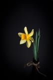 Желтые narcissus или daffodil цветут на черной предпосылке Селективный фокус установьте текст Стоковая Фотография RF Желтые narcissus или daffodil цветут на черной предпосылке Селективный фокус установьте текст Стоковая Фотография RF