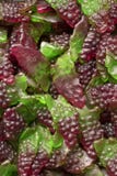 Желейные бобы в зеленом и красном цвете Конец-вверх снятый фронта магазина стоковые изображения rf Желейные бобы в зеленом и красном цвете Конец-вверх снятый фронта магазина стоковые изображения rf