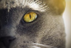 Желт-зеленый яркий глаз серого кота стоковые изображения rf Желт-зеленый яркий глаз серого кота стоковые изображения rf
