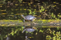 Желтая Bellied черепаха идя на журнал плавая в воду стоковые изображения Желтая Bellied черепаха идя на журнал плавая в воду стоковые изображения