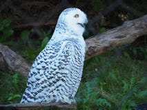 Желтое Eye' d смеясь сычом Snowy стоковое фото rf Желтое Eye' d смеясь сычом Snowy стоковое фото rf