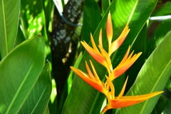 Желтое Heliconia в задворк стоковые фото Желтое Heliconia в задворк стоковые фото