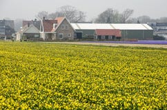 Желтое поле daffodils стоковые изображения rf Желтое поле daffodils стоковые изображения rf