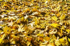 Желтые кленовые листы в осени стоковые фото Желтые кленовые листы в осени стоковые фото