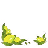 Желтые плоды лимона с зелеными листьями изолированными на белой предпосылке Акварель рисуя безшовную картину для дизайна иллюстрация вектора Желтые плоды лимона с зелеными листьями изолированными на белой предпосылке Акварель рисуя безшовную картину для дизайна иллюстрация вектора