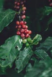 Желтый Arabica кофейных зерен вишни в природе стоковое изображение rf Желтый Arabica кофейных зерен вишни в природе стоковое изображение rf