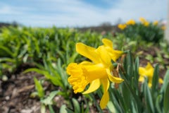 Желтый Daffodil с малой глубиной поля - изображения стоковые фотографии rf Желтый Daffodil с малой глубиной поля - изображения стоковые фотографии rf