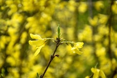 Желтый Forsythia цветков в весеннем времени стоковое изображение rf Желтый Forsythia цветков в весеннем времени стоковое изображение rf
