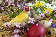 Желтый зяблик Gouldian между зацветая хворостинами и красным пасхальным яйцом стоковые изображения Желтый зяблик Gouldian между зацветая хворостинами и красным пасхальным яйцом стоковые изображения