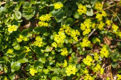 Желтый лес цветков воды весной стоковые фото Желтый лес цветков воды весной стоковые фото