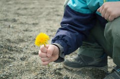Желтый одуванчик в руке ` s мальчика стоковые изображения Желтый одуванчик в руке ` s мальчика стоковые изображения