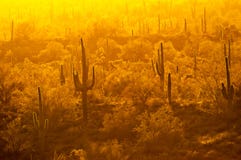 Желтый помох освещает кактус контржурным светом saguaro в пустыне стоковые изображения rf Желтый помох освещает кактус контржурным светом saguaro в пустыне стоковые изображения rf