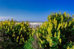Желтый цветок - amarelas Flores стоковые изображения rf Желтый цветок - amarelas Flores стоковые изображения rf