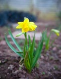 Желтый цветок daffodill в домашнем зеленом саде стоковые фото Желтый цветок daffodill в домашнем зеленом саде стоковые фото