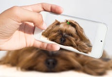 Женская рука принимает малую собаку на smartphone стоковое фото Женская рука принимает малую собаку на smartphone стоковое фото
