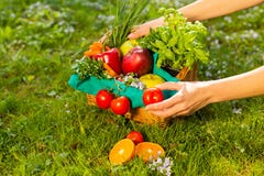 Женские руки держа плетеную корзину с овощами и плодами, концом вверх стоковое фото rf Женские руки держа плетеную корзину с овощами и плодами, концом вверх стоковое фото rf