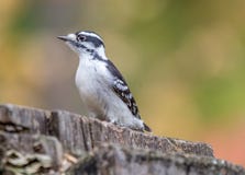 Женский Woodpecker на болоте Tylee, Rosemere, Квебеке стоковое фото Женский Woodpecker на болоте Tylee, Rosemere, Квебеке стоковое фото