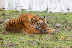 Женский тигр в Tadoba NP в Индии стоковые фото Женский тигр в Tadoba NP в Индии стоковые фото