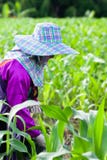 Женский фермер племени Lahu прикладывая удобрение для мозоли, прозрачного кукурузного поля в свете утра Сезон дождей Chiang Rai, стоковое фото rf Женский фермер племени Lahu прикладывая удобрение для мозоли, прозрачного кукурузного поля в свете утра Сезон дождей Chiang Rai, стоковое фото rf