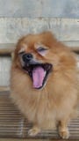 Женское коричневое коричневое pomeranian стоковое фото rf Женское коричневое коричневое pomeranian стоковое фото rf