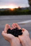 Женственные руки держа крупный план ежевик с заходом солнца на предпосылке стоковые фотографии rf Женственные руки держа крупный план ежевик с заходом солнца на предпосылке стоковые фотографии rf