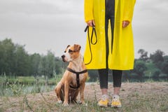 Женщина в желтых плаще и ботинках идет собака в дожде на urba стоковая фотография rf Женщина в желтых плаще и ботинках идет собака в дожде на urba стоковая фотография rf