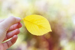 Женщина держа лист осени против красивой предпосылки bokeh стоковое изображение Женщина держа лист осени против красивой предпосылки bokeh стоковое изображение