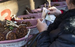 Женщина кладя деньги Eurosout ее портмона стоковое фото Женщина кладя деньги Eurosout ее портмона стоковое фото