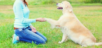 Женщина предпринимателя тренируя собаку золотого Retriever, давая лапку стоковое изображение Женщина предпринимателя тренируя собаку золотого Retriever, давая лапку стоковое изображение