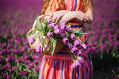 Женщина с длинными красными волосами нося striped платье держа корзину с букетом пурпурных цветков тюльпанов стоковое изображение Женщина с длинными красными волосами нося striped платье держа корзину с букетом пурпурных цветков тюльпанов стоковое изображение