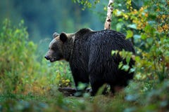Живая природа от Европы Деревья осени с медведем Бурый медведь подавая перед зимой Гора Mala Fatra Словакии Вечер в зеленом цвете стоковые изображения Живая природа от Европы Деревья осени с медведем Бурый медведь подавая перед зимой Гора Mala Fatra Словакии Вечер в зеленом цвете стоковые изображения