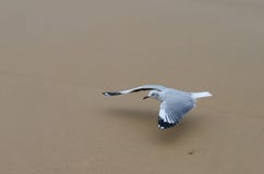 ЖИВАЯ ПРИРОДА: ПЛАНЕР ЧАЙКИ SANDY стоковые фотографии rf ЖИВАЯ ПРИРОДА: ПЛАНЕР ЧАЙКИ SANDY стоковые фотографии rf