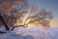 Живой ландшафт зимы на восходе солнца утра с желтым солнечным светом Деревья Snowy дальше, который замерли на береге озера Сцена стоковые изображения Живой ландшафт зимы на восходе солнца утра с желтым солнечным светом Деревья Snowy дальше, который замерли на береге озера Сцена стоковые изображения