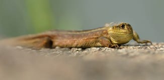 Живородящая ящерица или общее vivipara Zootoca ящерицы сидя на камне с зеленой предпосылкой Ящерица Брайна на сером sto Стоковая Фотография RF Живородящая ящерица или общее vivipara Zootoca ящерицы сидя на камне с зеленой предпосылкой Ящерица Брайна на сером sto Стоковая Фотография RF
