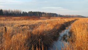 Животные, заводы и люди наслаждаются этой безмятежностью стоковые изображения rf Животные, заводы и люди наслаждаются этой безмятежностью стоковые изображения rf