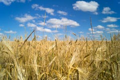 жизнь котенка коровы страны кота пшеница лета поля дня горячая Украина стоковые фотографии rf жизнь котенка коровы страны кота пшеница лета поля дня горячая Украина стоковые фотографии rf